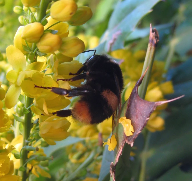 a large bum sitting on top of yellow flowers