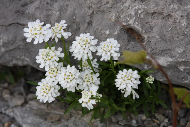 small white flowers near a stone wall