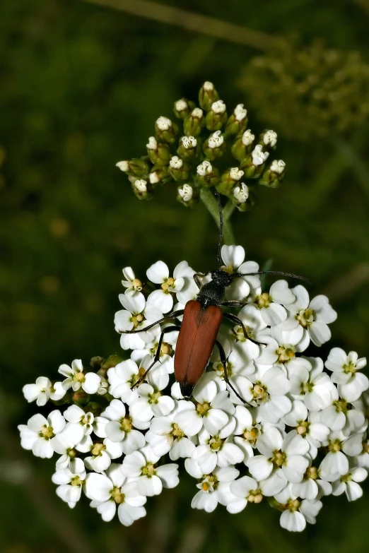 the lady bug is crawling on some flowers