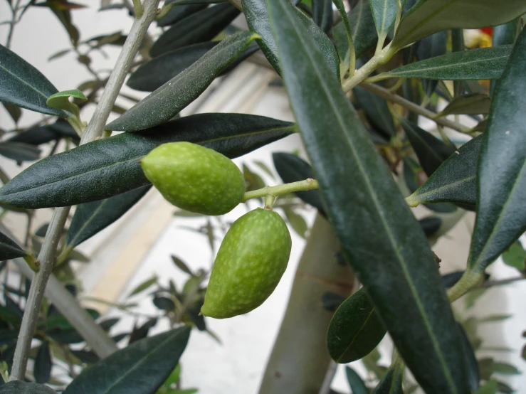 an unripe tree with two green fruits on it