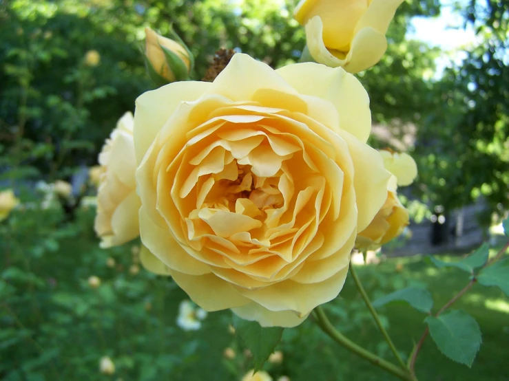 a close up of a yellow rose in bloom