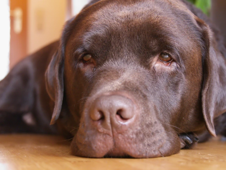 dog lying on the floor looking tired and sad