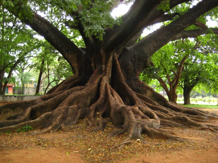 a large tree that has grown from the ground