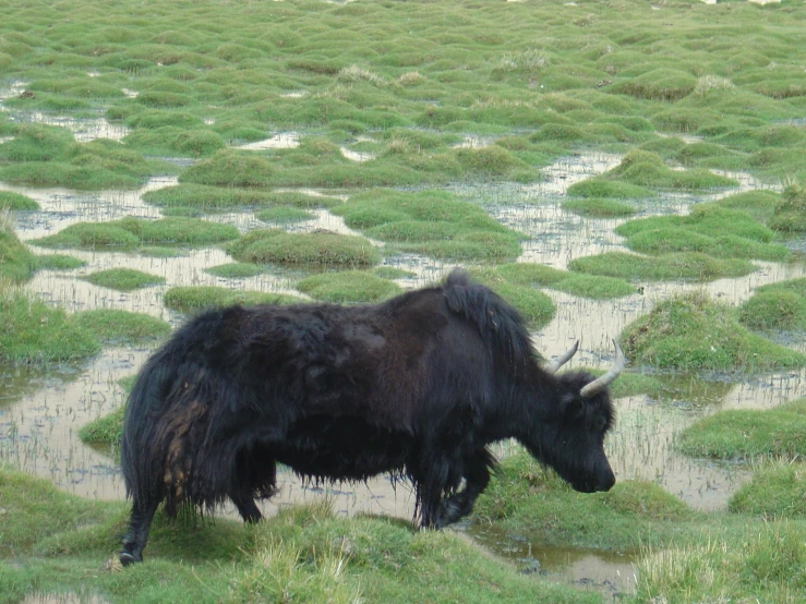 a large black animal standing in the grass