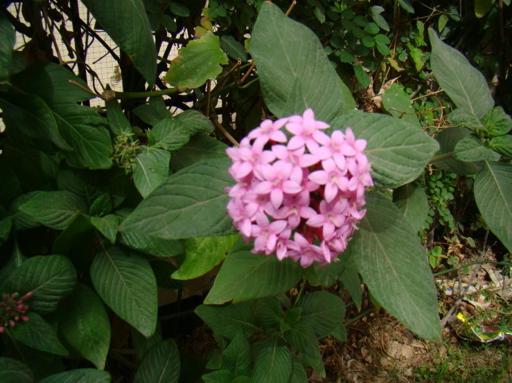 a pink flower with lots of leaves next to some bushes