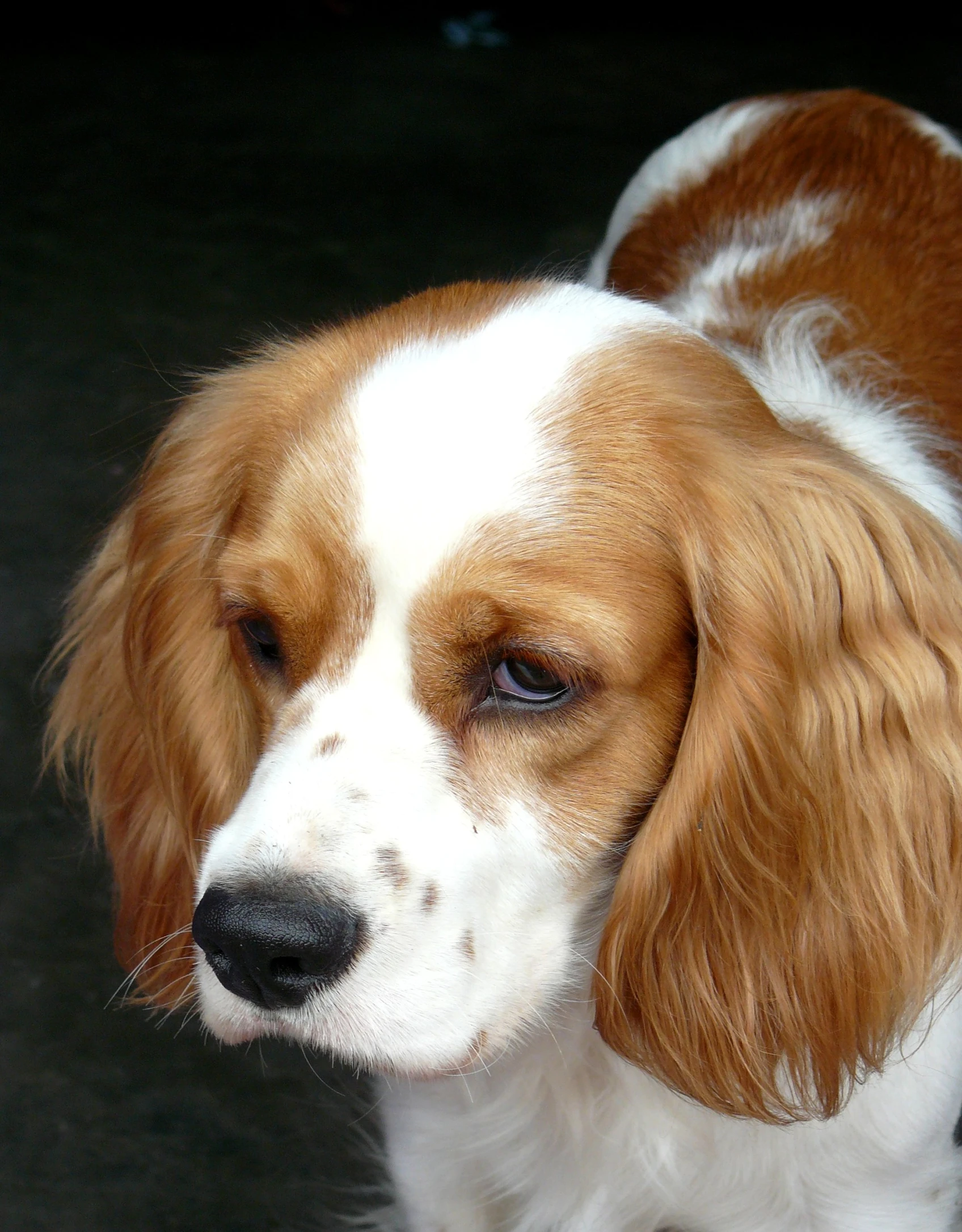 a brown and white dog on the ground