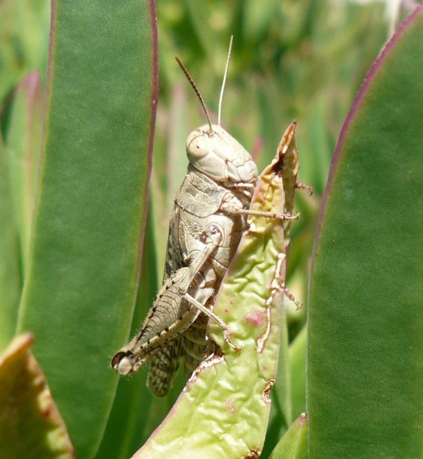 a grasshopper on top of a green plant