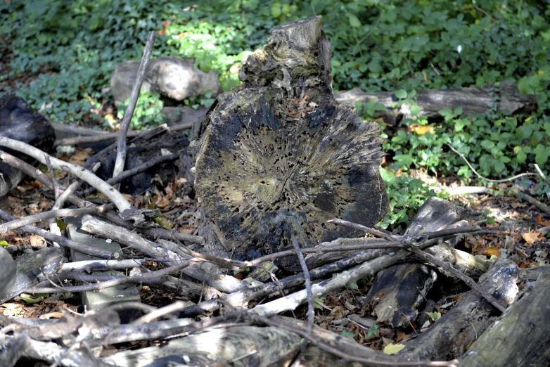 a small tree stump sitting among many nches and twigs