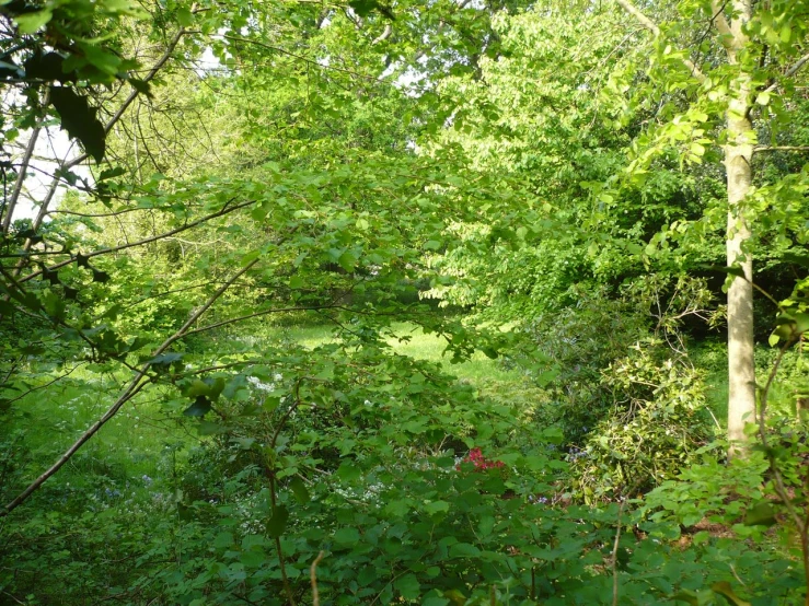 there is an empty forest with trees around