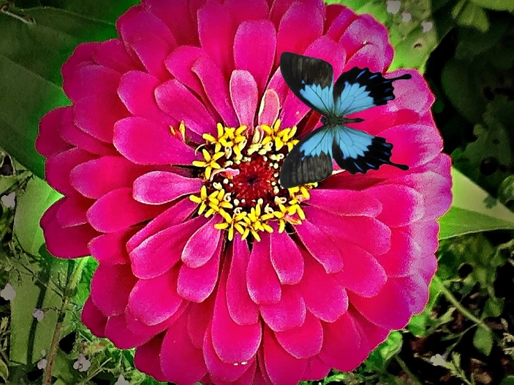 two erflies on a pink flower with green leaves