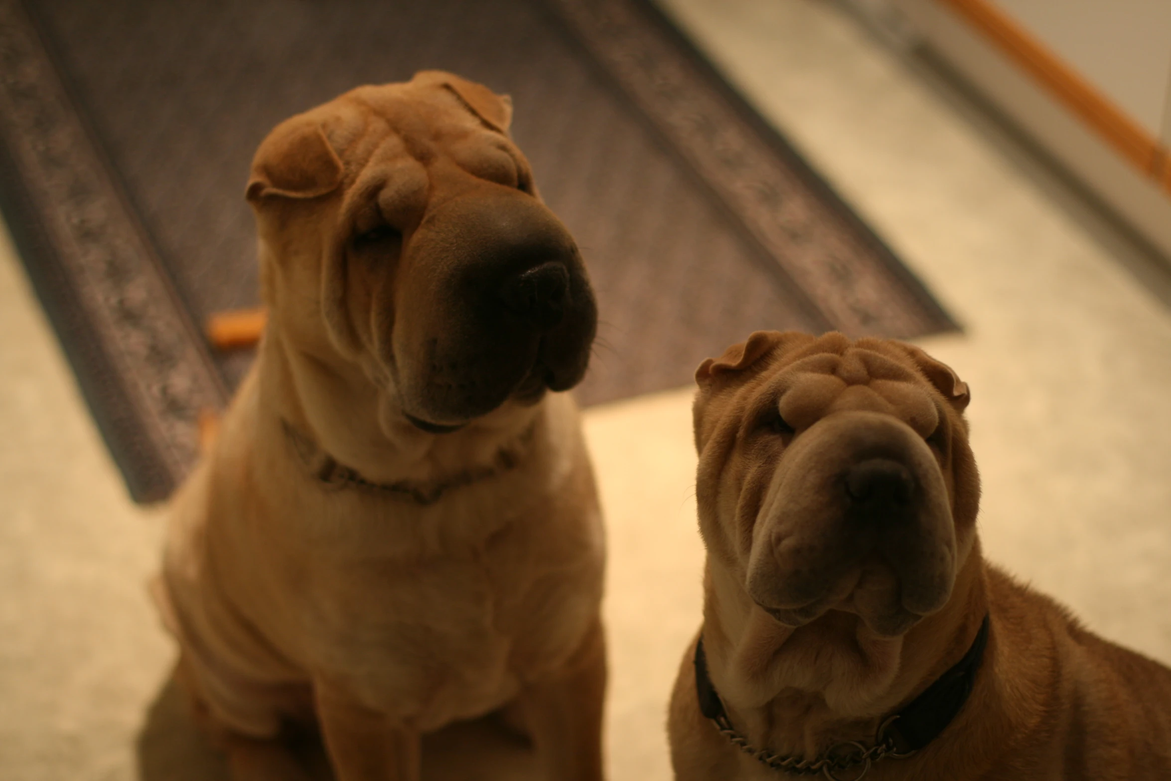 two brown dogs are sitting in the hallway