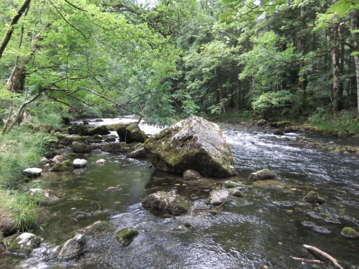 a rocky stream with trees on the side