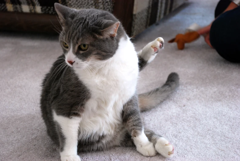 a white and gray cat sitting on the floor