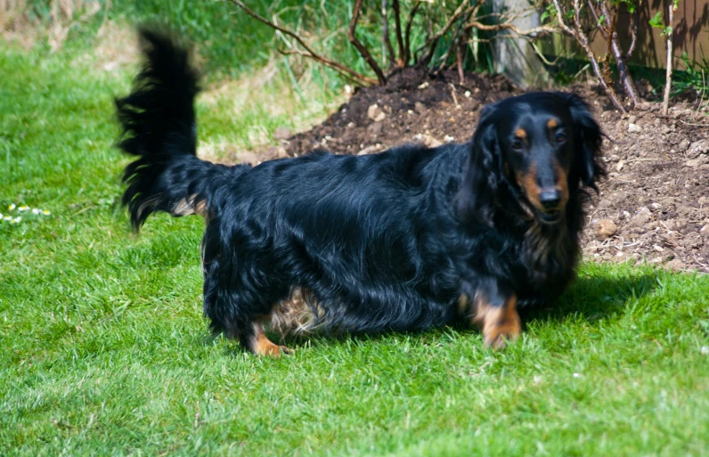 a large long haired dog standing in the grass