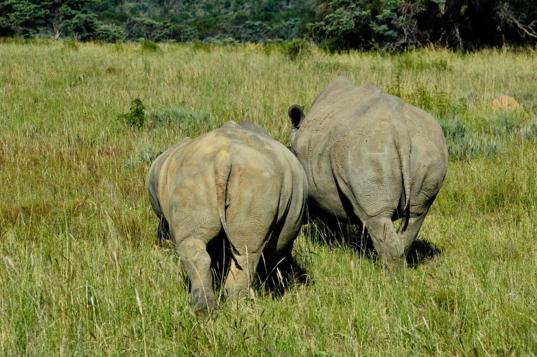 two rhinoceros walking through a field eating grass