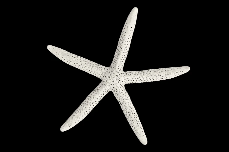 an up close view of a white starfish on a black background