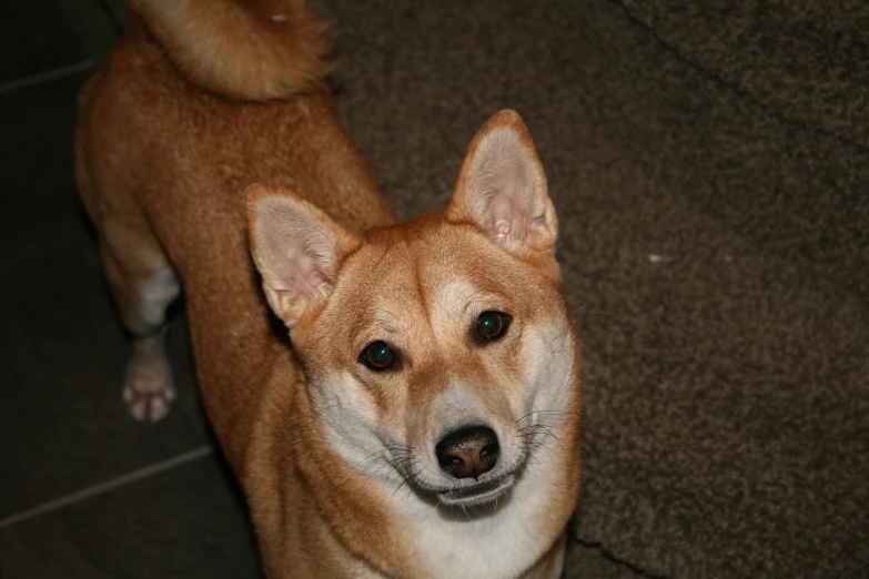 an orange dog stands with its eyes open