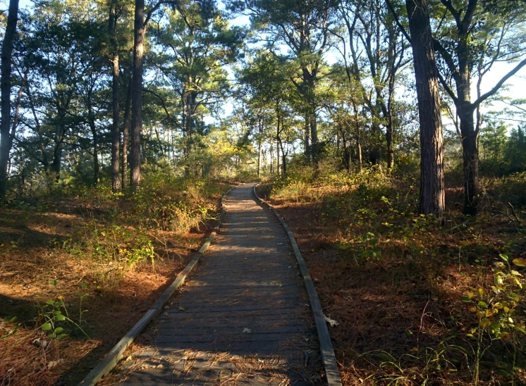 a path winds through the woods to an area where a single tree can be seen