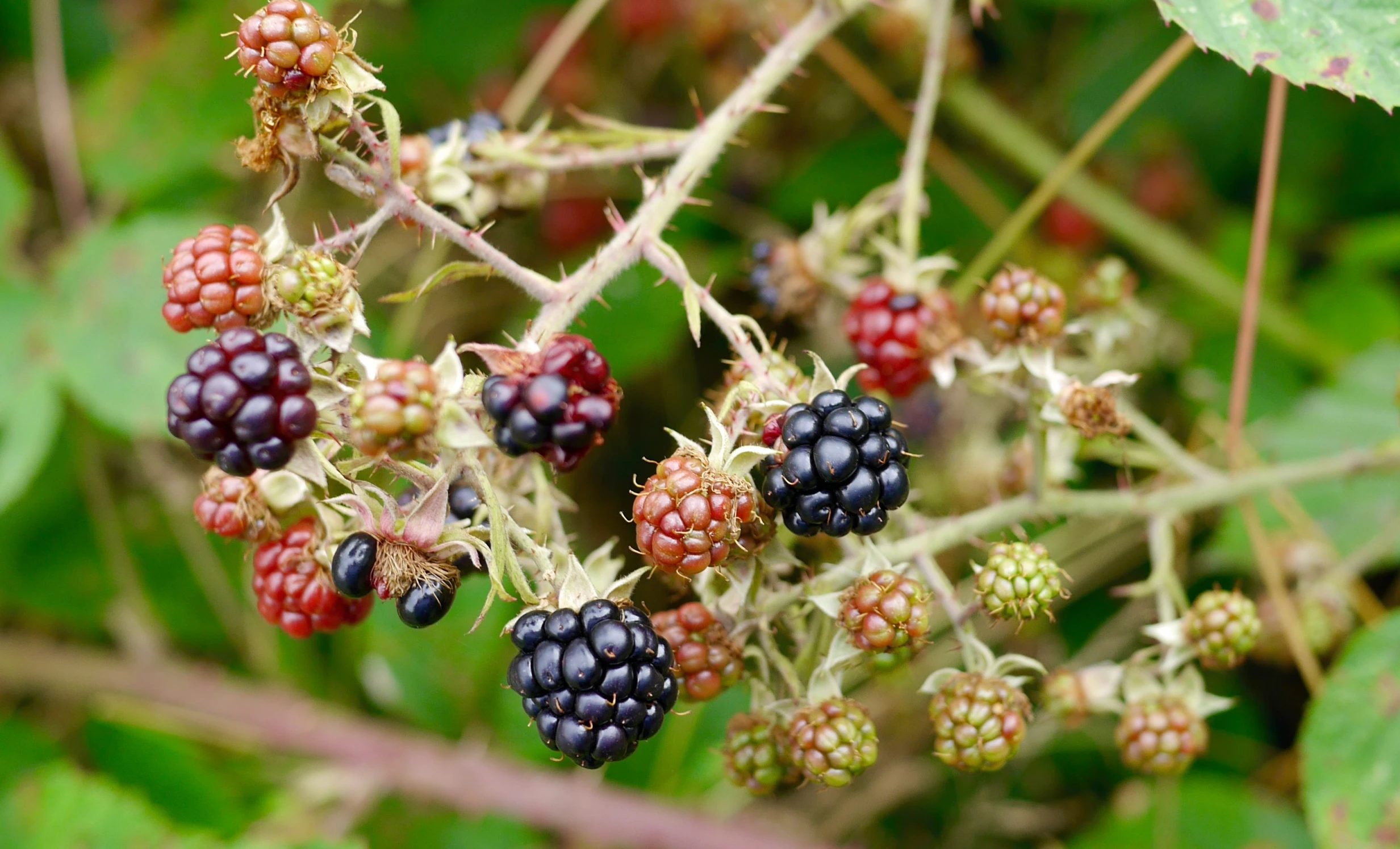 blackberries hanging from a tree on a nch