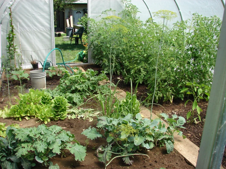 a bunch of plants that are in the dirt