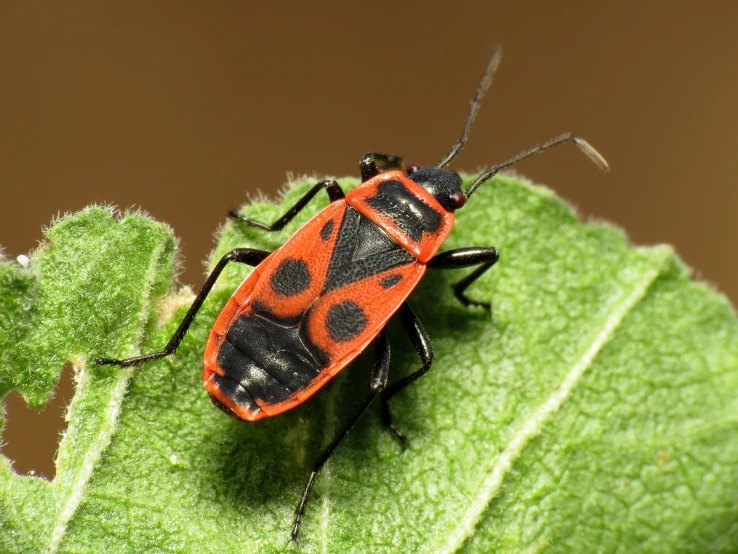 red insect with black spots sits on green surface