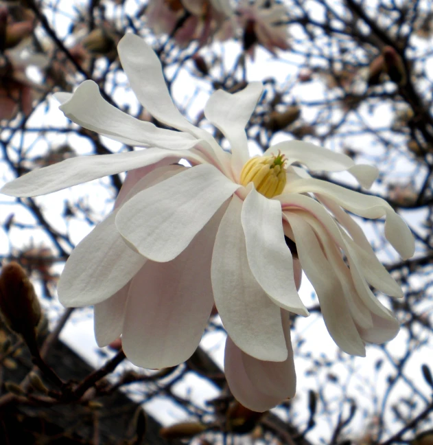 a white flower is in bloom against the sky