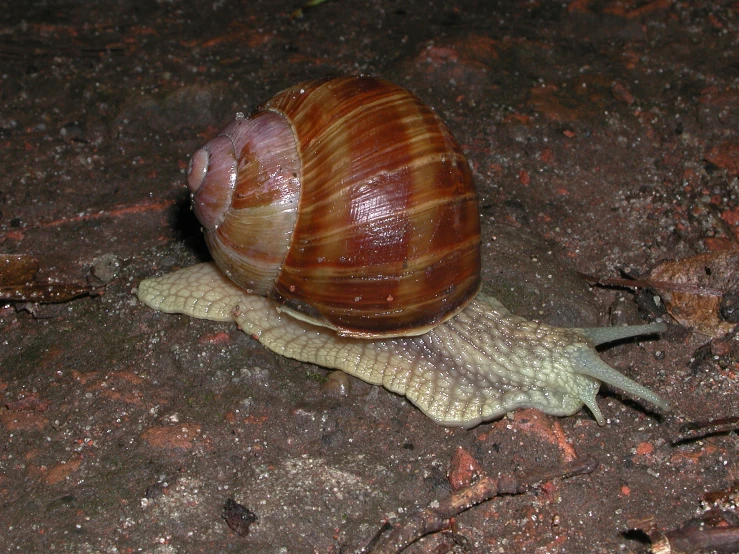 a snail crawling on top of it's shell on the ground