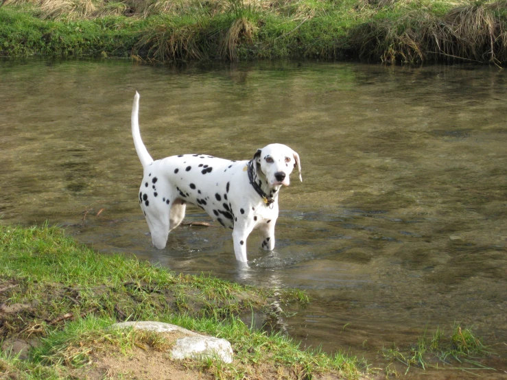 a dalmatian dog standing in the shallow water