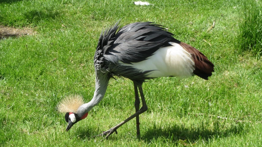 a crane in a field, with its head down