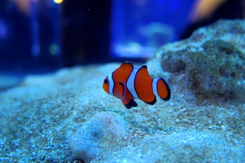 an aquarium has clownfishs swimming in it