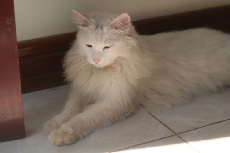 an image of a long haired cat lying down