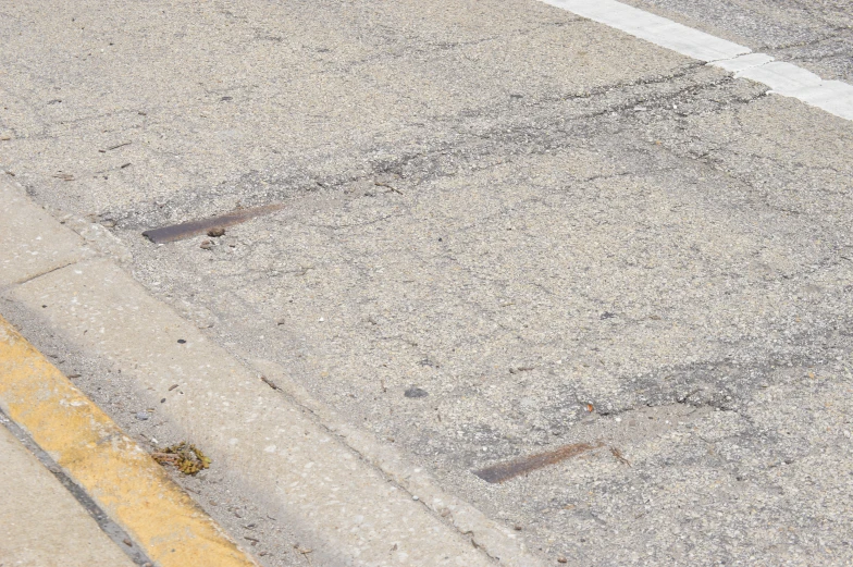 the bird is standing near the street curb