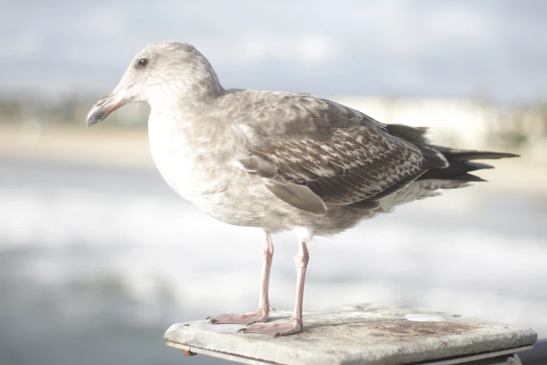 a seagull sitting on a post with its long legs