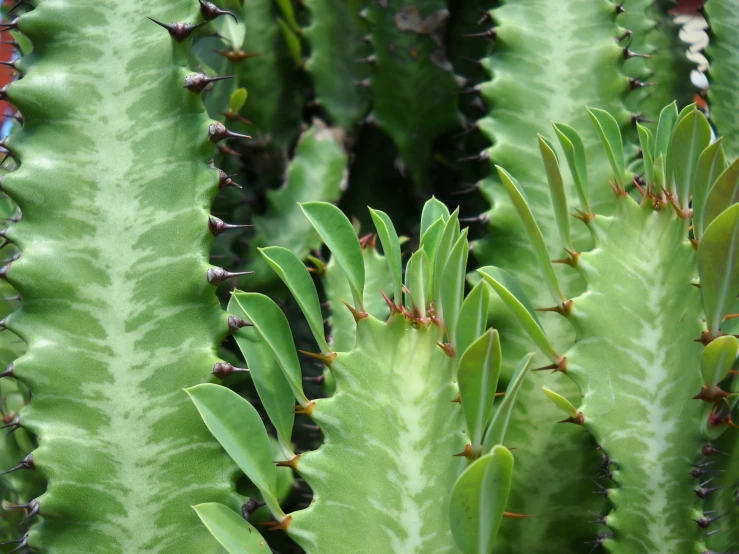 large, green leaves of the cactus cactus