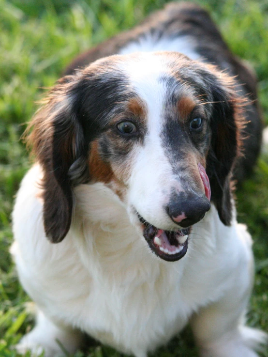 a white and brown dog laying on top of a field