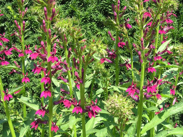 pink flowers blooming along side lush green foliage