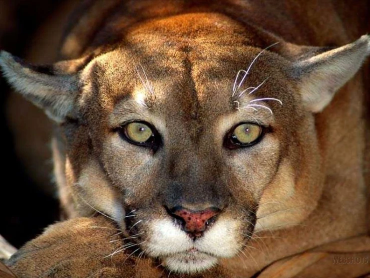 an image of a mountain lion staring intently