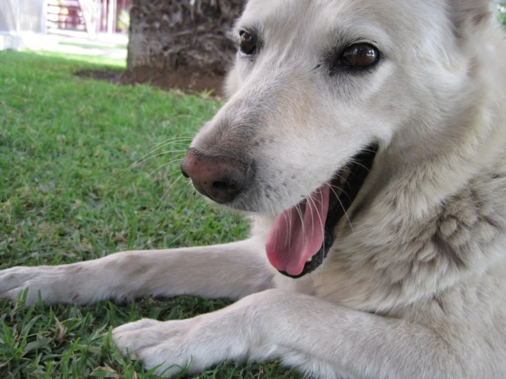 the dog is laying on the grass in the yard