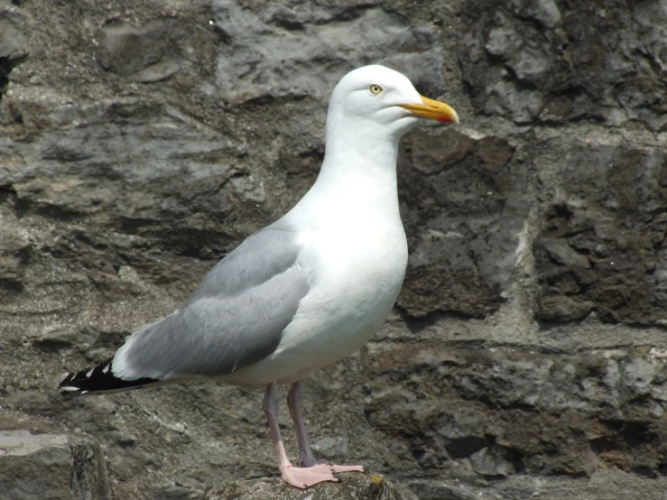 a bird is perched on top of a rock