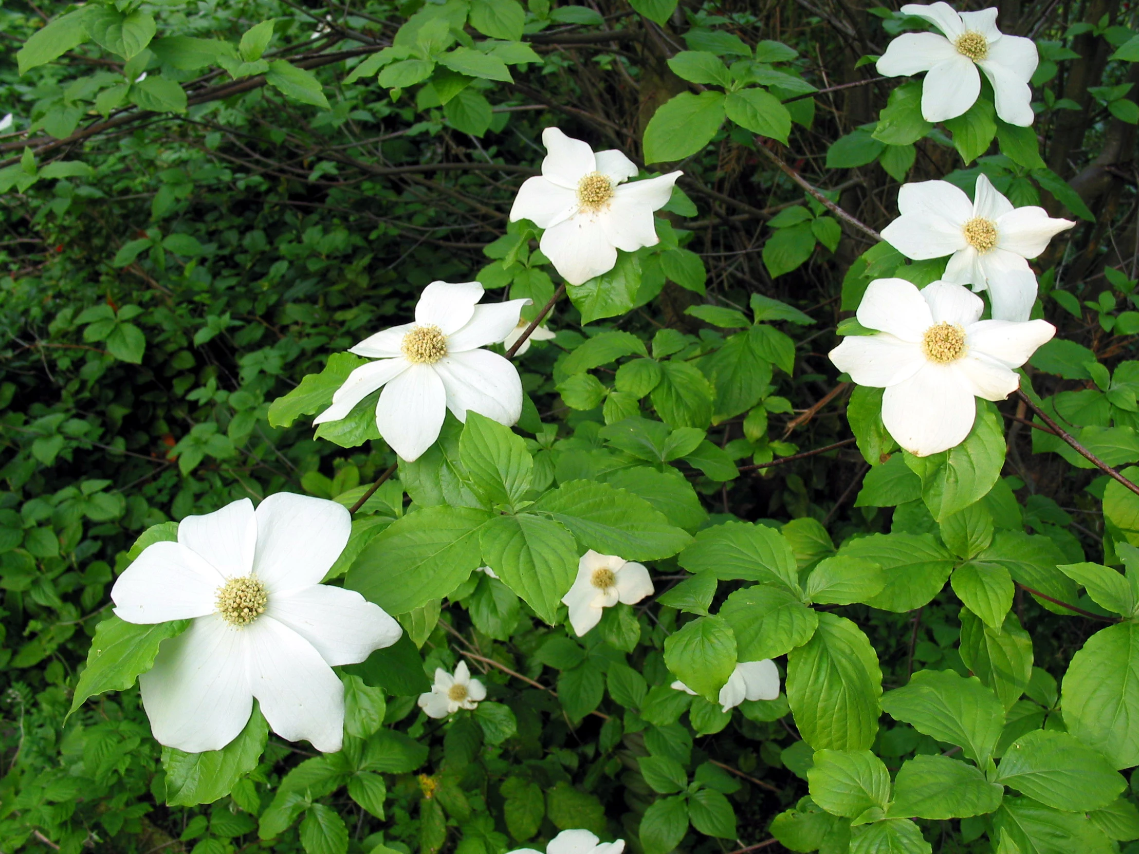 white flowers on the bush with green leaves