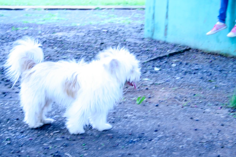 a small white dog stands in the dirt near a woman