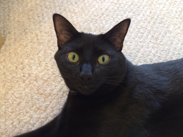 black cat on white carpet looking up at camera