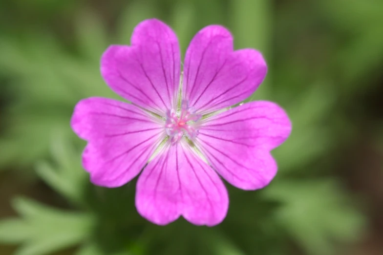 the large pink flower is blooming from a pink stalk