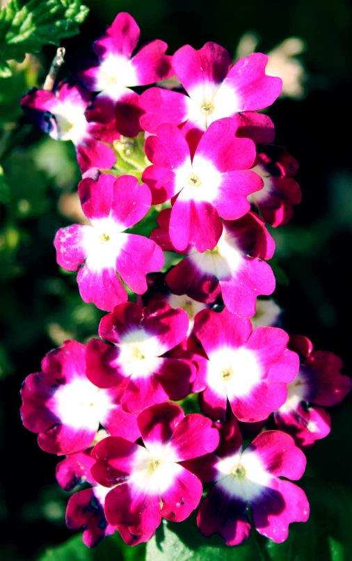 many pink and white flowers blooming in the sun