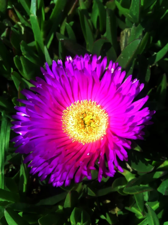 purple flower blooming in the midst of green plants