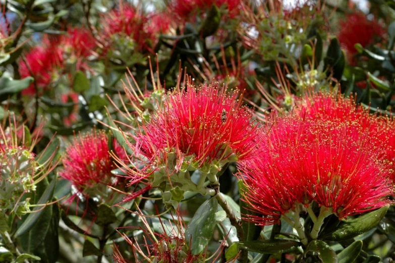 red flowers grow among green leaves of bush