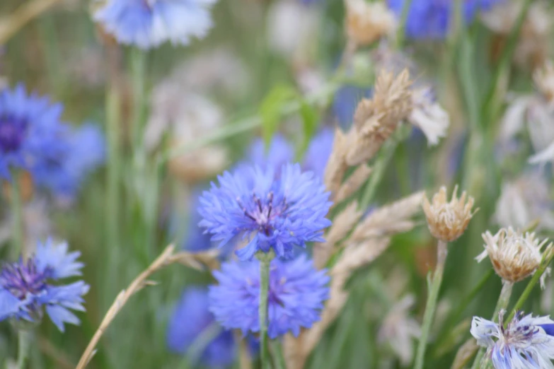 some blue flowers that are growing in the grass