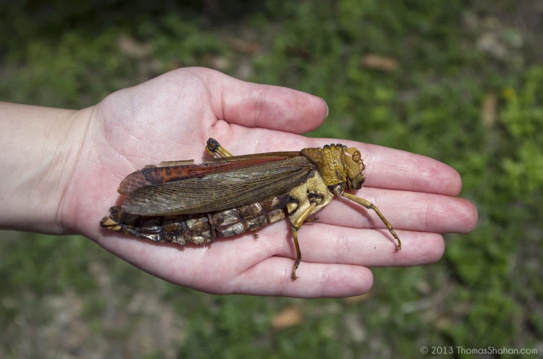 an insect that is on someone's palm