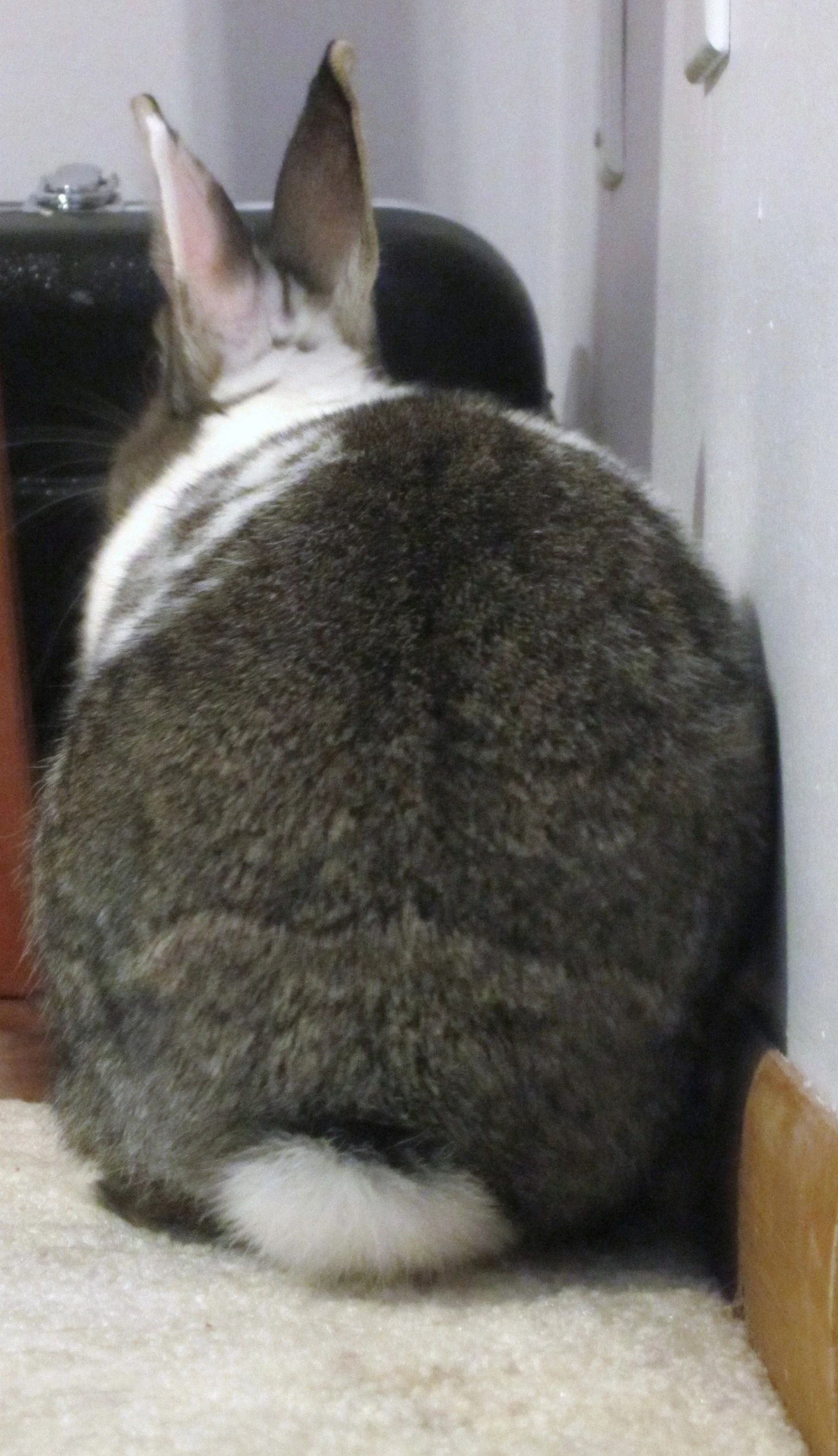 a close - up po of a cat sitting by a closet