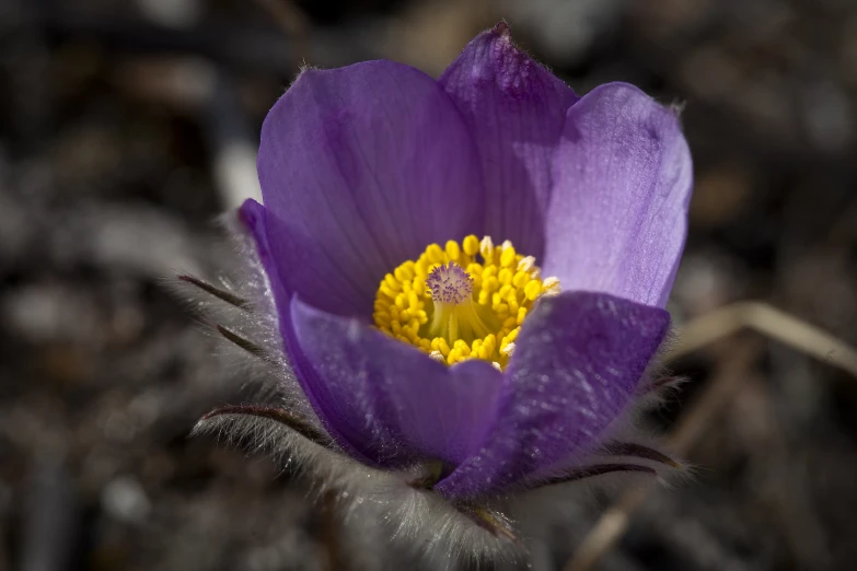 the large purple flower with a yellow center is shown